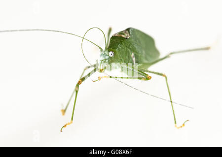 Di colore verde variante di un Oblong-Winged katydid Foto Stock