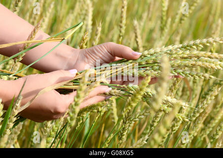 Mani femminili con spighe di grano su un campo wheaten Foto Stock