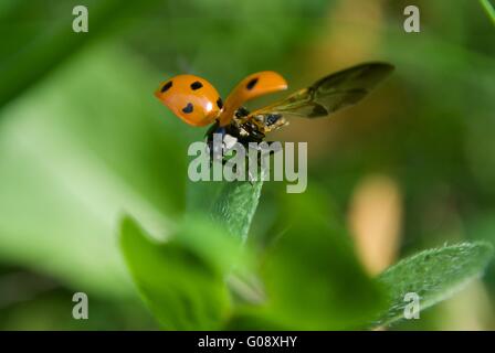 Coccinella di volo Foto Stock