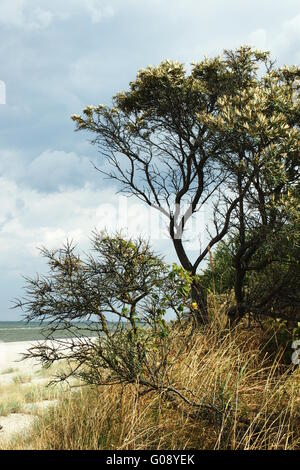 Mar Baltico Dune di costo Sallow Thorn Foto Stock