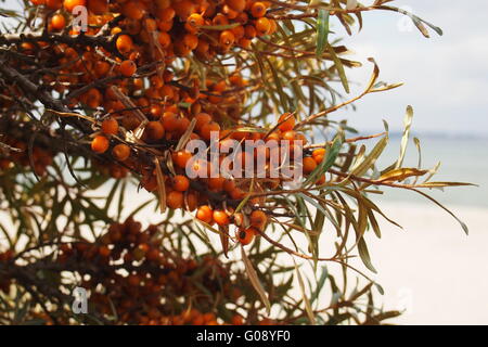 Sallow Thorn bacche di olivello spinoso Foto Stock