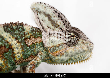 Una velata camaleonte sta fissando la telecamera (Chamaeleo calyptratus) Foto Stock