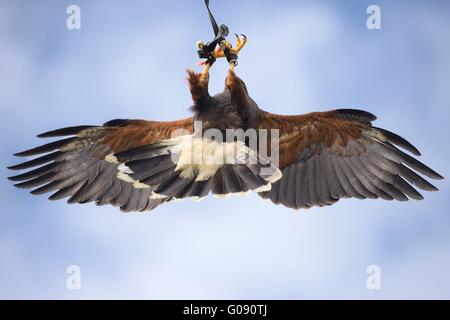 Harris Hawk Foto Stock