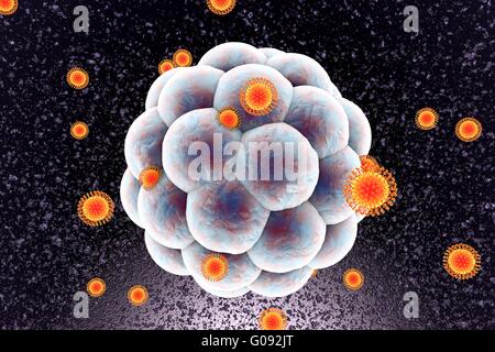 Zika virus di infettare embrione umano, illustrazione del computer. Questo è un RNA (acido ribonucleico) virus dalla famiglia Flaviviridae. Essa è trasmessa agli esseri umani attraverso il morso di un virus per Aedes sp. zanzara. Essa provoca febbre zika, una malattia lieve con sintomi inclusi rash, dolori articolari e congiuntivite. Nel 2015 un precedentemente sconosciuta di collegamento tra Zika infezione nelle donne in stato di gravidanza e microcefalia (testina di piccole dimensioni) nei neonati è stato riportato. Questo può causare aborto spontaneo o morte subito dopo la nascita o portare a ritardi di sviluppo e disturbi. Foto Stock