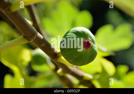 Fig Foto Stock