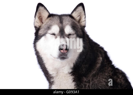 Cane incrocio tra husky e malamut godendo Foto Stock