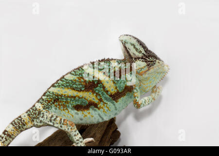 Una velata camaleonte sta fissando la telecamera (Chamaeleo calyptratus) Foto Stock