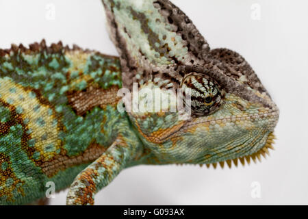 Una velata camaleonte sta fissando la telecamera (Chamaeleo calyptratus) Foto Stock