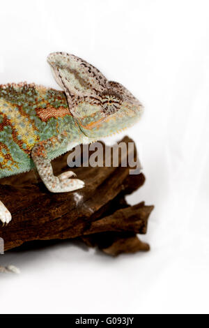 Una velata camaleonte sta fissando la telecamera (Chamaeleo calyptratus) Foto Stock