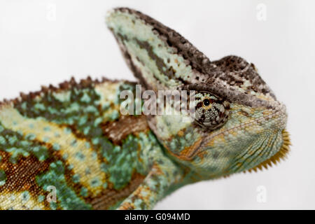 Una velata camaleonte sta fissando la telecamera (Chamaeleo calyptratus) Foto Stock