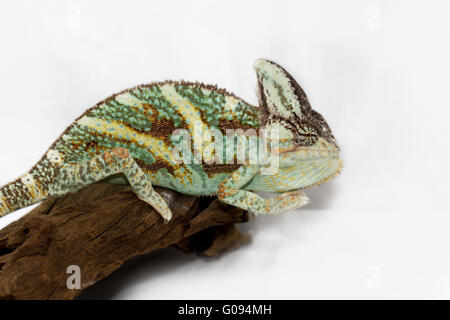 Una velata camaleonte sta fissando la telecamera (Chamaeleo calyptratus) Foto Stock