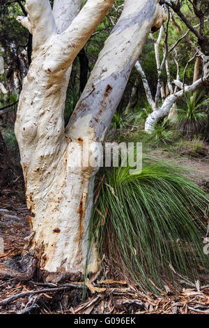 Ghost Gum Tree (Corymbia aparrerinja) Queensland un Foto Stock