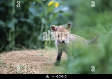 Rosso kit Fox in piedi nella parte anteriore della fox den Foto Stock