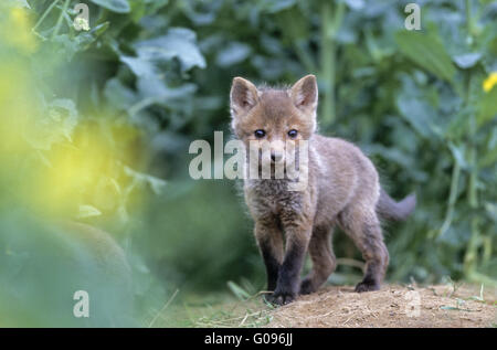 Rosso kit Fox in piedi nella parte anteriore della fox den Foto Stock