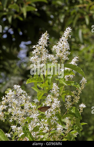 Ligustrum vulgare, comune ligustro, Ligustro europea Foto Stock