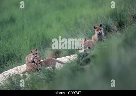 Rosso kit Fox suonare di fronte al Fox den Foto Stock