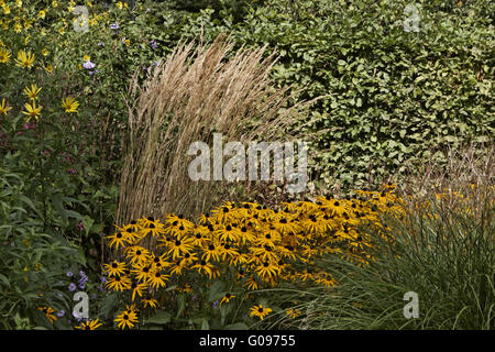 Erbe con fiori estivi (Rudbeckia fulgida) Foto Stock