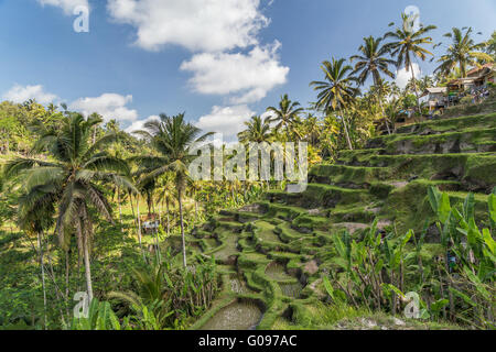 Tegallalang terrazze di riso a Bali, in Indonesia Foto Stock
