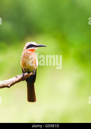 Con facciata bianca bee eater uccello appollaiato su un ramo Foto Stock