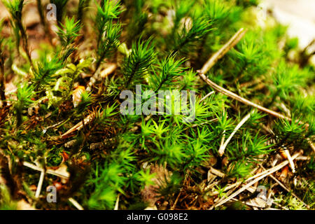 Close-up - Foto di circa il verde muschio (macro) Foto Stock