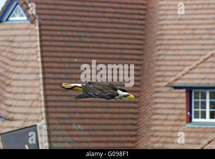 Bianco-headed eagle battenti prima di tetti di tegole Foto Stock