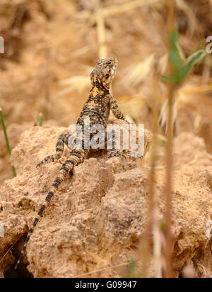 Stellagama stellio, Agama lizard Foto Stock