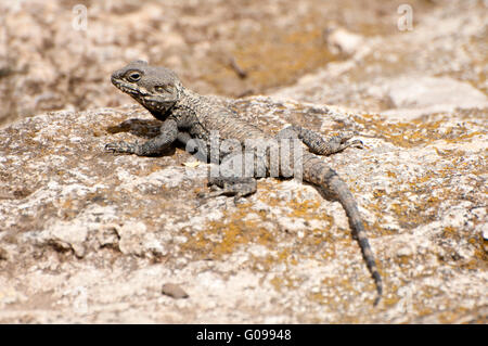 Stellagama stellio, Agama lizard Foto Stock