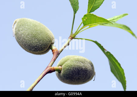 Due materie mandorle su un ramo Foto Stock