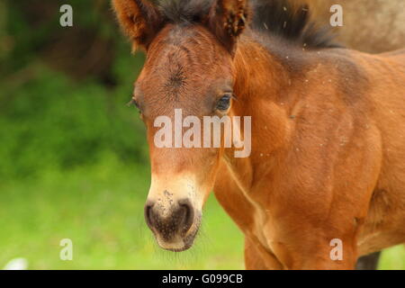 Giovane cavallo Foto Stock