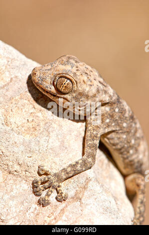 Geco abbracciando rock Foto Stock