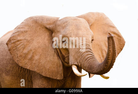 Elephant con tronco sollevato Foto Stock