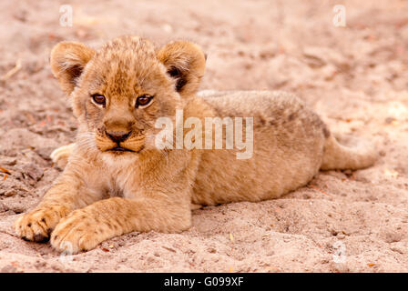 Cute Lion Cub Foto Stock