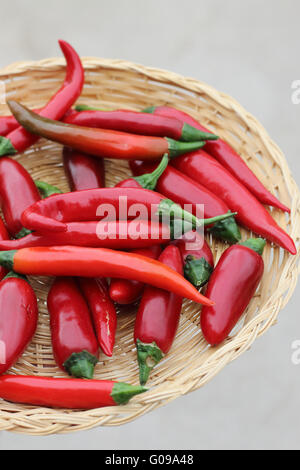 Vicino di casa coltivati freschi organici lunga calda peperoncino rosso in una ciotola di tessuto Foto Stock