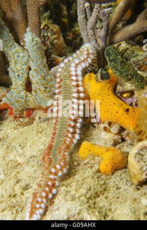 Un barbuto fireworm, marine bristleworm, Hermodice carunculata, vita sottomarina, Mar dei Caraibi Foto Stock