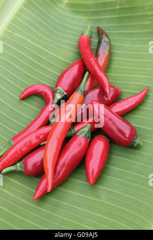 Cresciuto in casa fresca calda lungo i peperoncini rossi sulla banana leaf Foto Stock