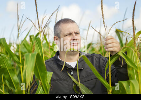 Imprenditore nel campo di grano Foto Stock