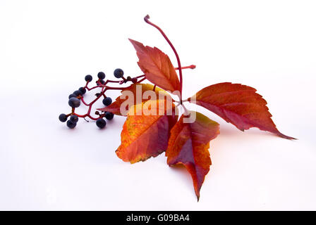 Autunno Foto Stock