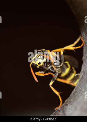 Wasp di fronte al nido Foto Stock