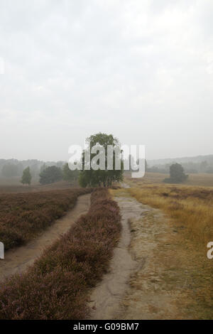 Heathlands nella nebbia mattutina, Westruper Hei Foto Stock