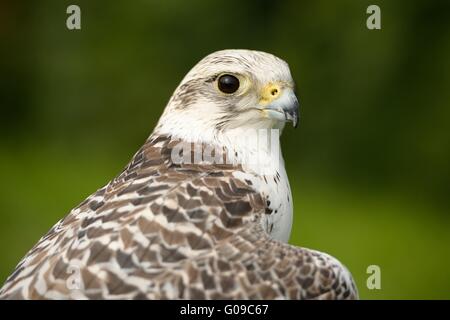 Falco cherrug Foto Stock