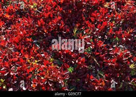 Salix herbacea, salice nano in foglie di autunno Foto Stock