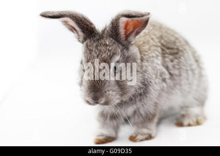 Coniglio grigio bunny isolati su sfondo bianco Foto Stock