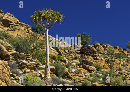 Faretra tree, Kocurboom, Sud Africa Foto Stock