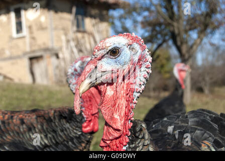 Free range interno testa la Turchia in montagna farmya Foto Stock