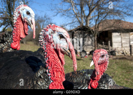 Free range interno testa la Turchia in montagna farmya Foto Stock