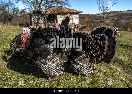 Free range tacchini domestici di prato in montagna Foto Stock