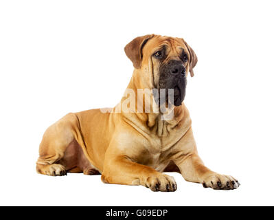 Razza rara South African boerboel in posa di studio. Foto Stock