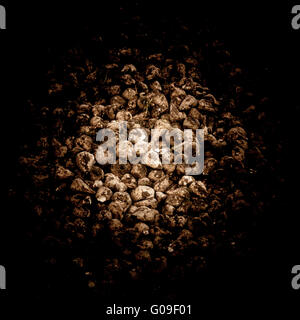 La barbabietola da zucchero harvest Foto Stock