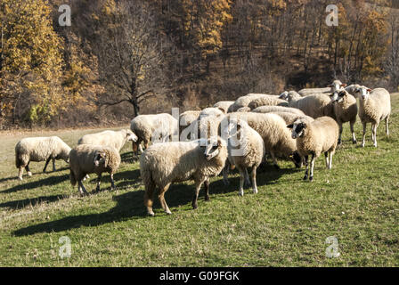 Allevamento di pecore sui pascoli di montagna nella soleggiata autunno Foto Stock