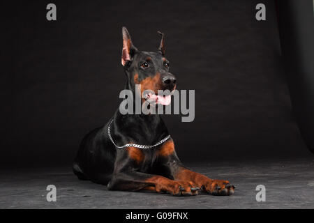 Dobermann ritratto sul nero. Studio shot del cane femmina. Foto Stock